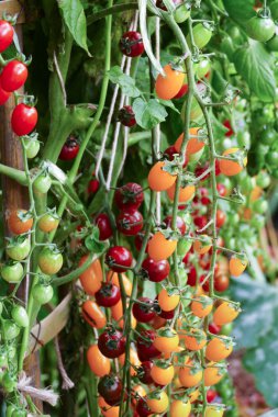 Tarım çiftliğinde büyüyen domates