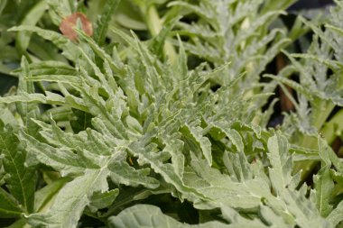 Tarım çiftliğinde büyüyen enginar