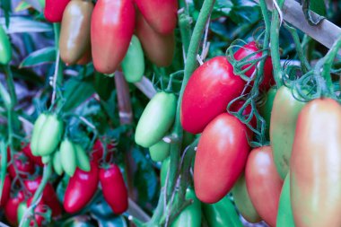 Tarım çiftliğinde büyüyen domates