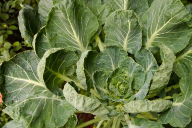 Tarım çiftliğinde büyüyen Brüksel lahanası