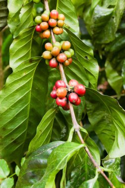 Kahve meyve tarım çiftliğinde büyüyen