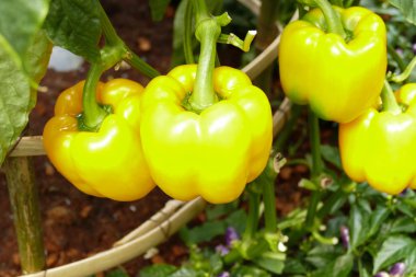 tatlı biber tarım çiftliği büyüyen