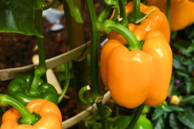 tatlı biber tarım çiftliği büyüyen