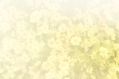 çayır kasımpatı çiçeği