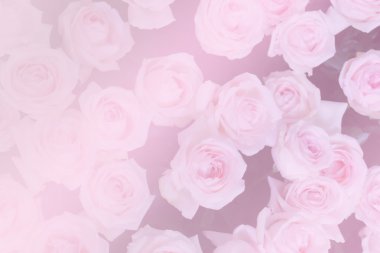 çiçek açan gül (renk filtresi ve yumuşak odak grup)