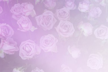 çiçek açan gül (renk filtresi ve yumuşak odak grup)