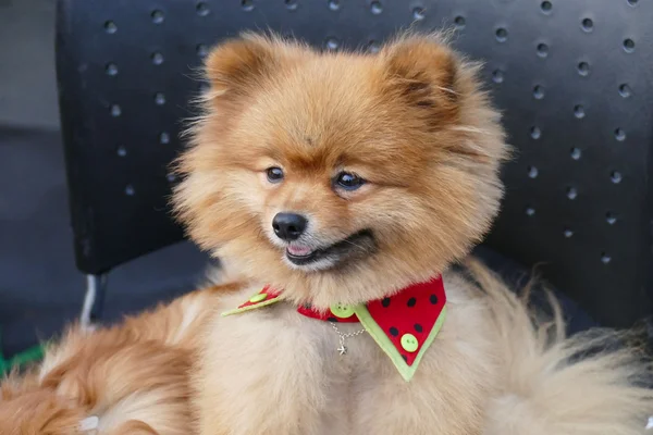 Pomerania perro marrón sentado en la silla — Foto de Stock