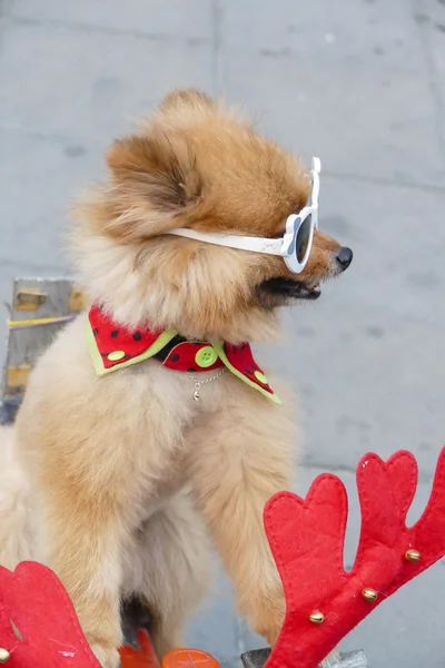 Pomerániai barna kutya tricikli ül szemüveg — Stock Fotó