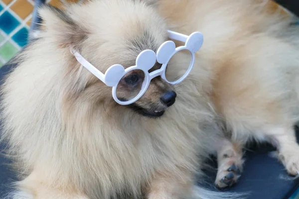 Pomerania perro marrón con gafas — Foto de Stock