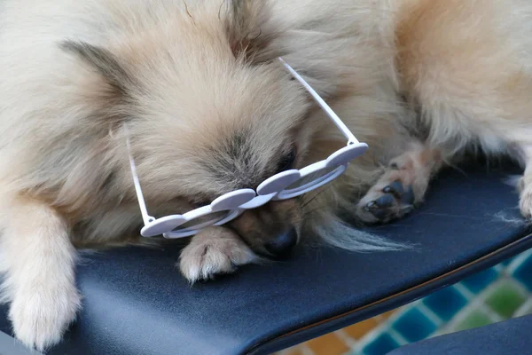 Pomeranian καφέ σκυλί φορώντας γυαλιά — Φωτογραφία Αρχείου
