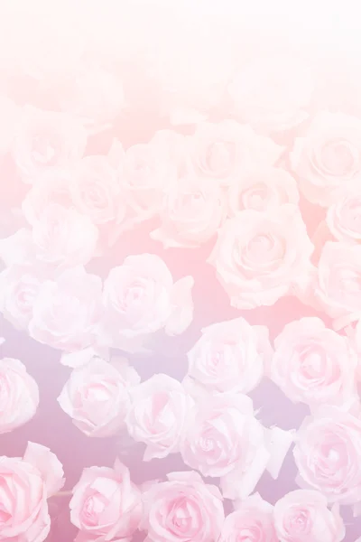 Ramo de flor rosa (filtro de cor e foco suave ) — Fotografia de Stock