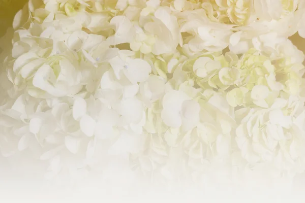 Kvetoucí bílé hortenzie (Barevný filtr a měkké zaměření) — Stock fotografie