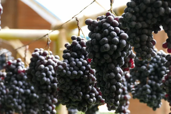 Vigne pourpre à la cave — Photo