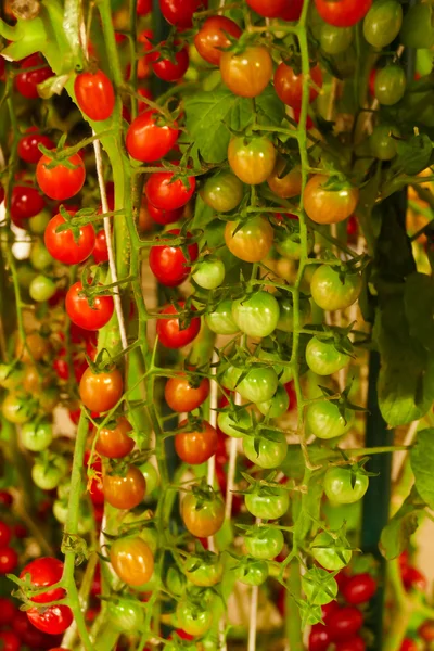 Tomatenanbau in landwirtschaftlichem Betrieb — Stockfoto