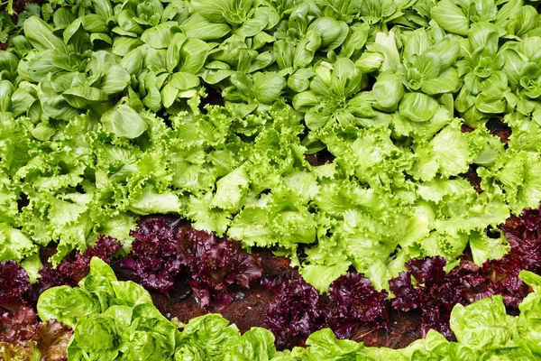 Gemüse im landwirtschaftlichen Betrieb — Stockfoto
