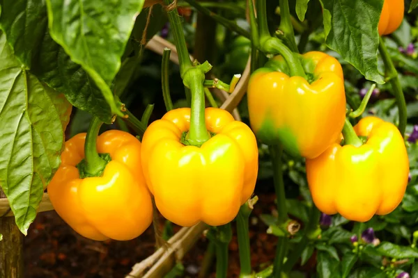 tatlı biber büyüyen organik tarım