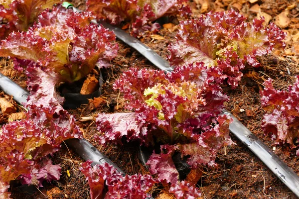 Roter Korallensalat Gemüse wächst in landwirtschaftlichem Betrieb — Stockfoto