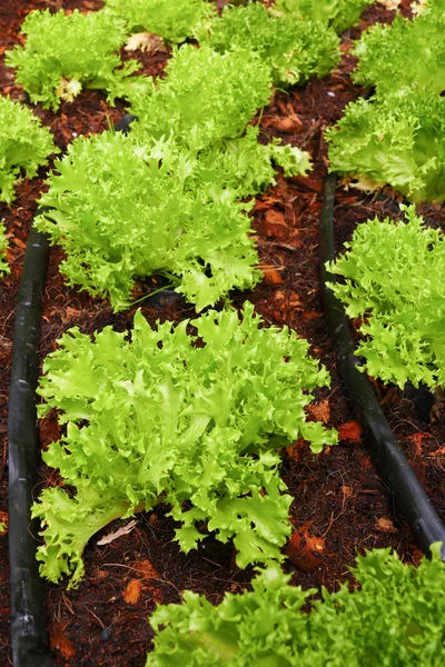 frillice iceberg lettuce vegetable growing in agricultural farm