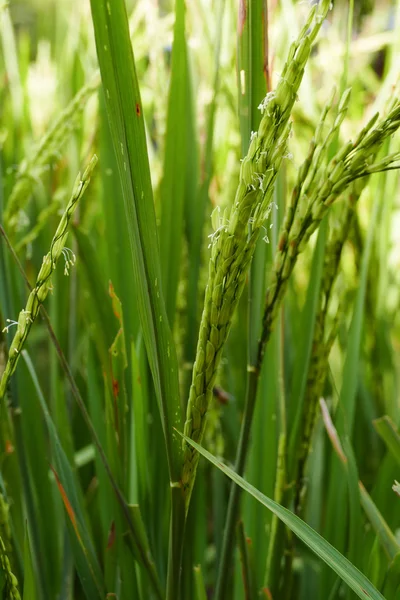 Ρύζι paddy τομέα — Φωτογραφία Αρχείου