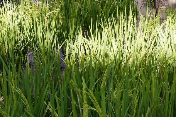 Ρύζι paddy τομέα — Φωτογραφία Αρχείου