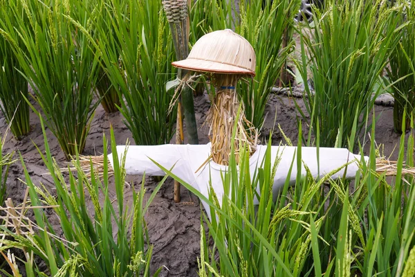 稻田稻草人 — 图库照片