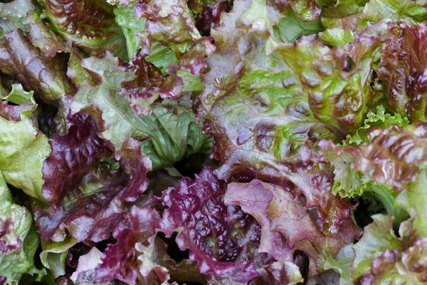 Roter Korallensalat Gemüse wächst in landwirtschaftlichem Betrieb — Stockfoto