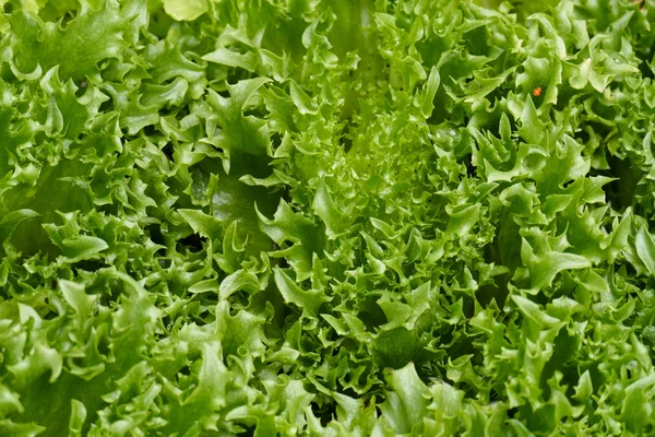 Frillice Eisbergsalat Gemüseanbau im landwirtschaftlichen Betrieb — Stockfoto