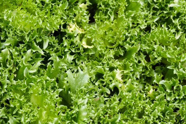 Frillice Eisbergsalat Gemüseanbau im landwirtschaftlichen Betrieb — Stockfoto