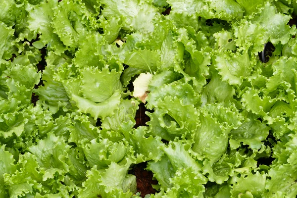 Frillice Eisbergsalat Gemüseanbau im landwirtschaftlichen Betrieb — Stockfoto