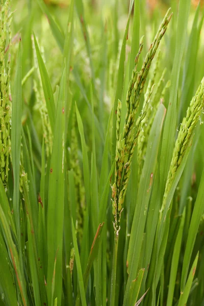 Ρύζι paddy τομέα — Φωτογραφία Αρχείου