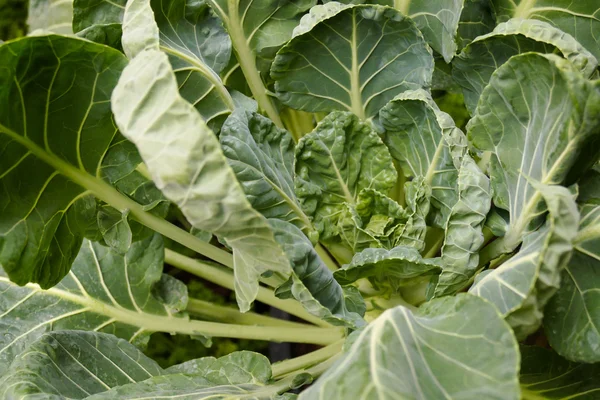 Brussels sprouts  growing in agricultural farm — Stock Photo, Image