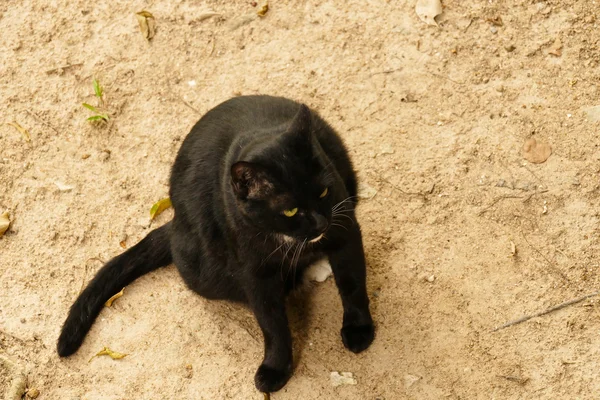 Gato preto com olho amarelo — Fotografia de Stock