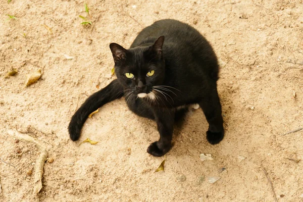 Svart katt med gult öga — Stockfoto