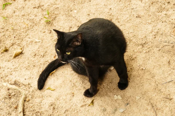 Black cat with yellow eye — Stock Photo, Image