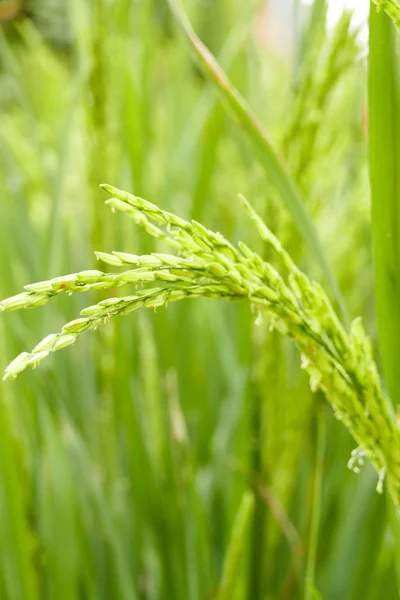 Ρύζι paddy τομέα — Φωτογραφία Αρχείου