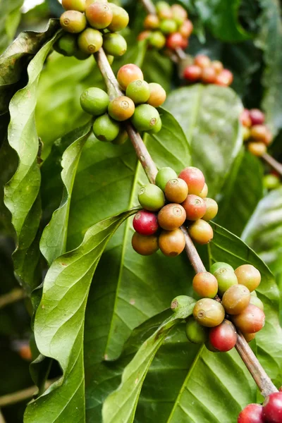 Fruta del café cultivada en la granja agrícola —  Fotos de Stock