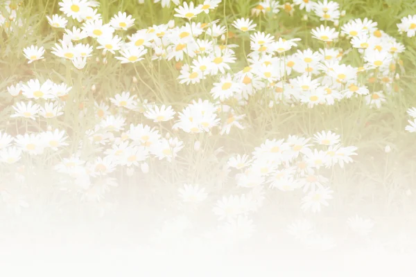 Bloeiende daisy in het veld — Stockfoto