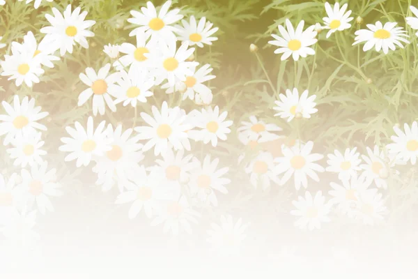 Bloeiende daisy in het veld — Stockfoto