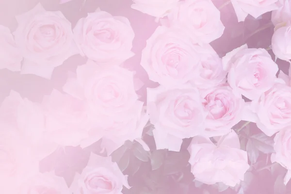 Kilka kwitnących róż (filtr kolorów i nieostrość) — Zdjęcie stockowe