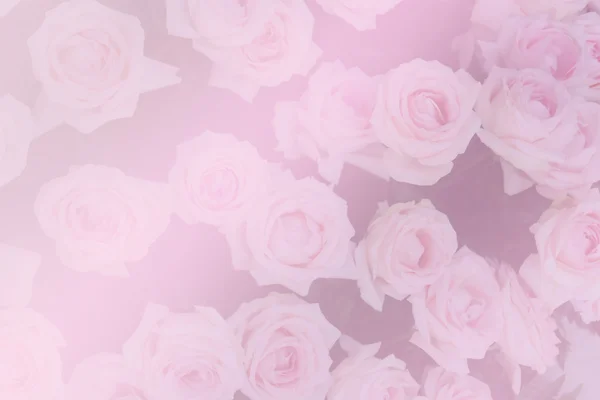 Manojo de rosa floreciente (filtro de color y enfoque suave ) —  Fotos de Stock