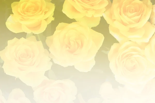 一堆盛开的玫瑰 (彩色滤光片和软焦点) — 图库照片