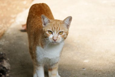 sarı gözlü sarı kedi