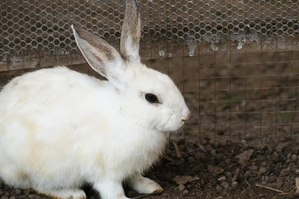 Weißes Kaninchen auf dem Boden — Stockfoto