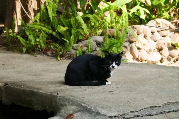 black cat with yellow eye