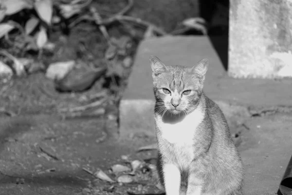 Gato com olho amarelo — Fotografia de Stock