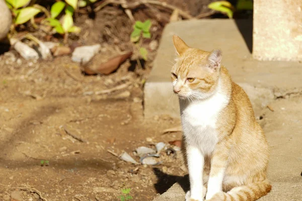 yellow cat with yellow eye