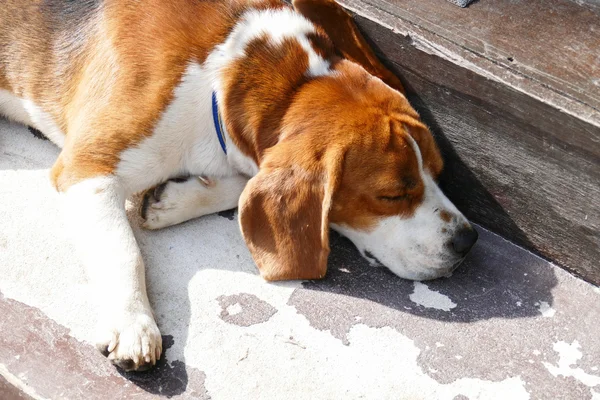 Chien beagle dormir sur le sol — Photo