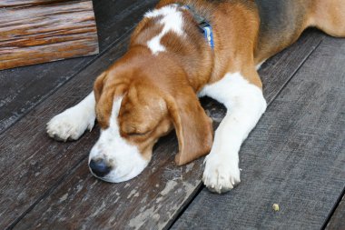 Av köpeği yerde uyuyor.