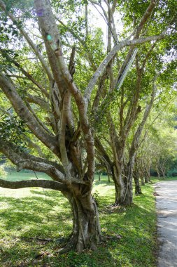 büyük ağaç yolun yanında satır