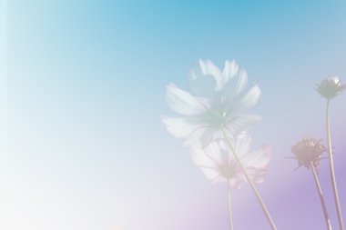 Cosmos çiçek çayır mavi gökyüzü ile